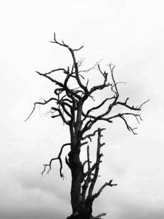 Dead Tree - Oak Wilt