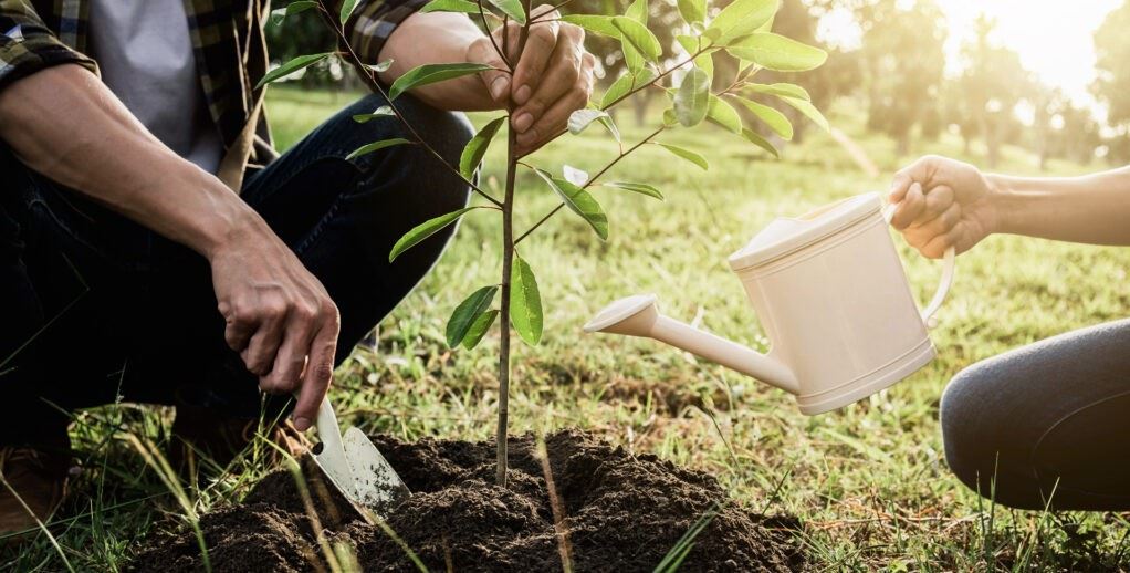 tree planting