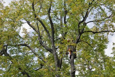 IMAGE - Certified Arborist